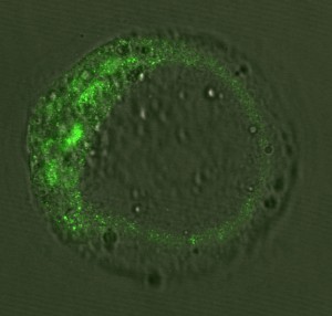 cellulestam-embrio