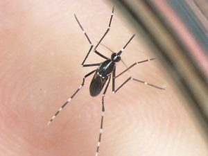 Virus Zika - FEM e FBK nel Consorzio europeo Zikalliance