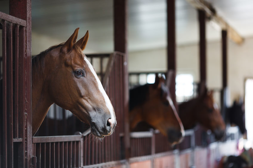 Cavalli Nutraxin Boehringer Ingelheim