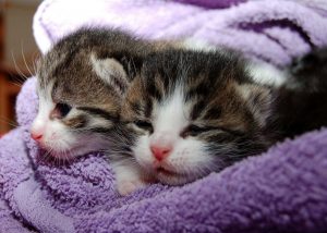 Eb35b4082df31c3e81584d04ee44408be273ead31bb3134597f5 1280 Gatto E1486468199662