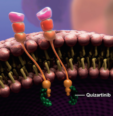 Quizartinib Congresso Ash 2018 Presentate Le Analisi Conclusive Sullo Studio Quantum R