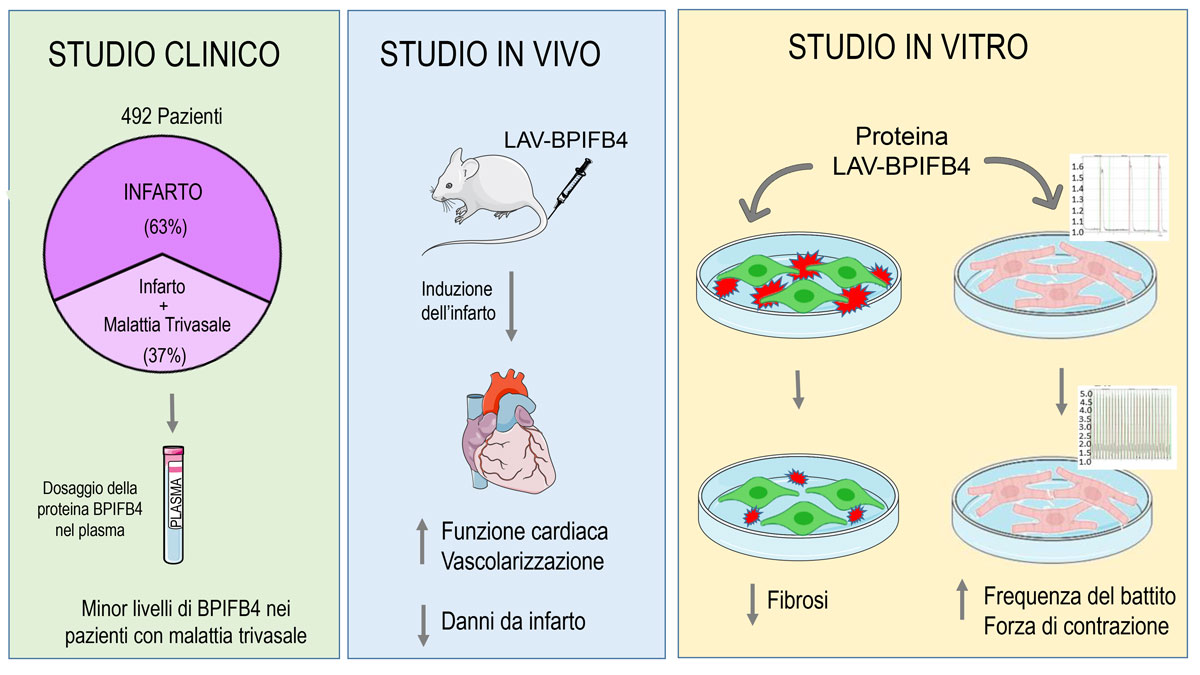 Giornata mondiale del cuore, 29 settembre. La proteina della longevità protegge dai danni dell’infarto.