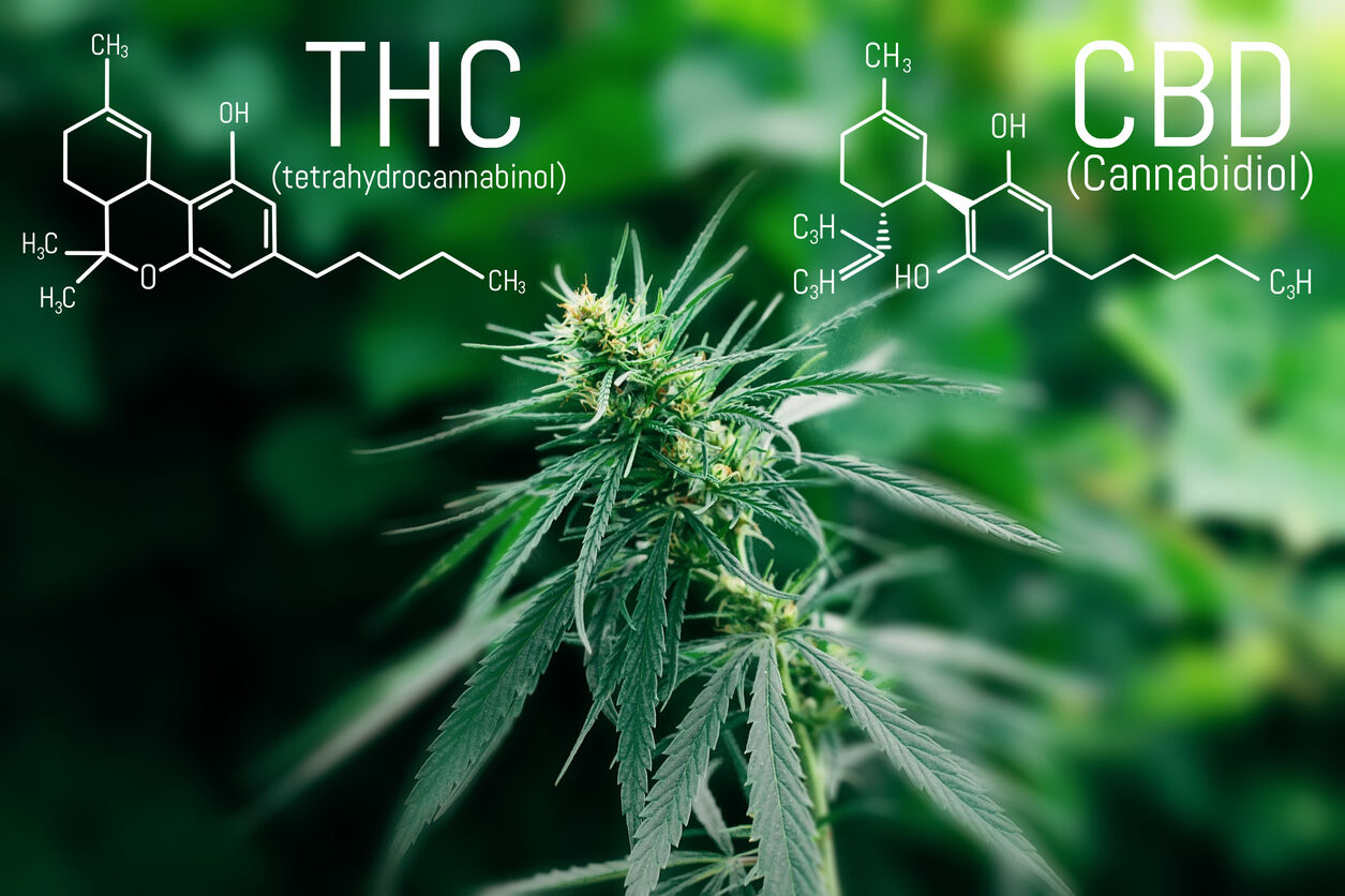 CBD e Cannabis ad uso medico